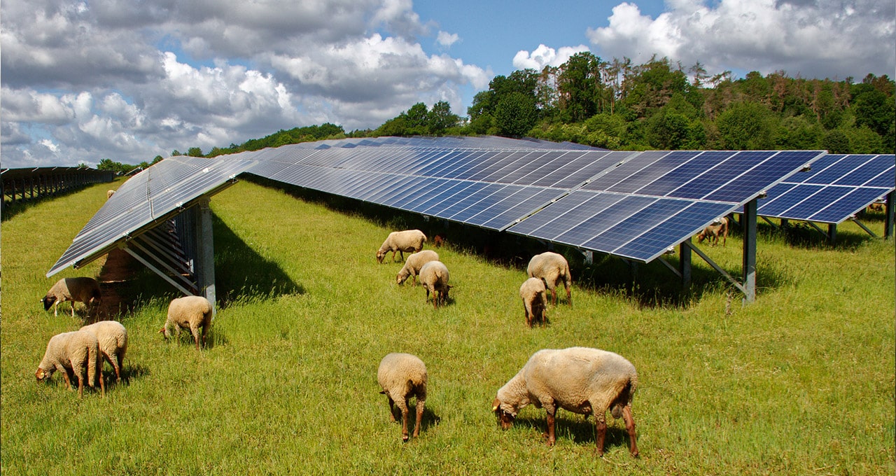 Agrivoltaics: Combining Agriculture And Solar Energy – SEAAA